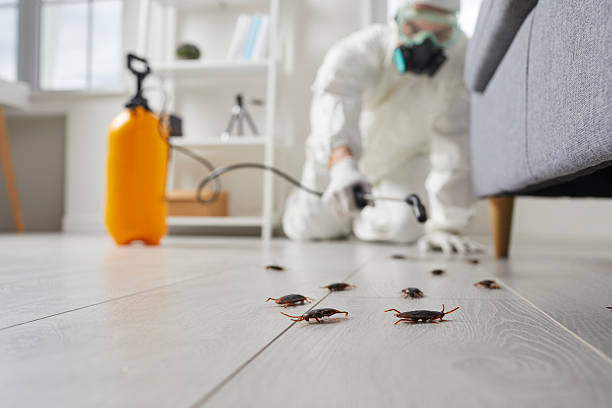Commercial Kitchen Cockroach Control in Rio Rancho
